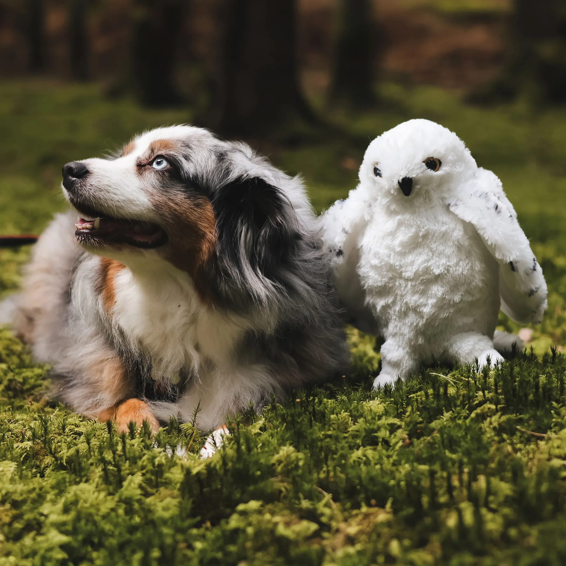 Hedwig met open vleugels pluche figuur 28 cm - Harry Potter